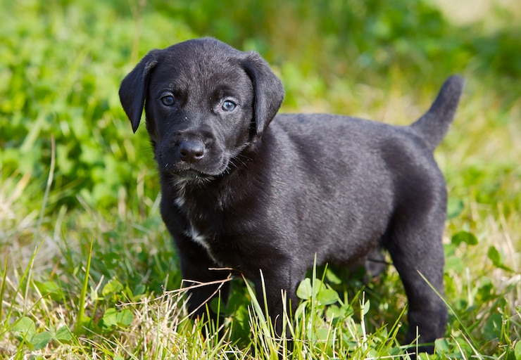 Photo adorable petit chien sur l&#39;herbe verte