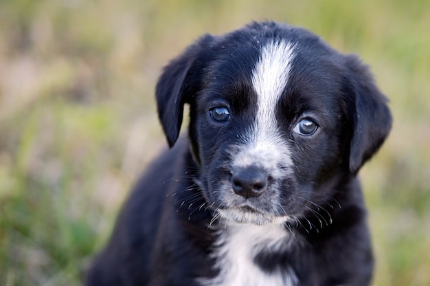 Adorable petit chien sur l&#39;herbe verte