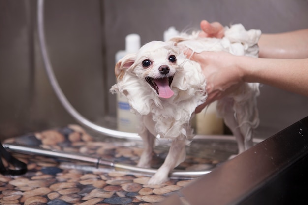 Adorable petit chien lavé au salon de toilettage