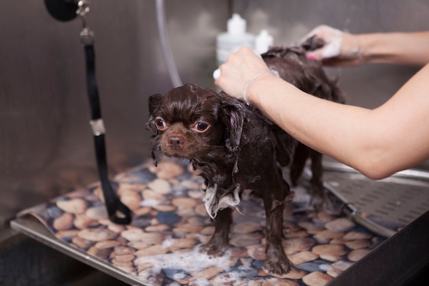 Adorable petit chien lavé au salon de toilettage