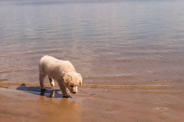 Adorable petit chien marchant dans l'eau au bord de la plage.