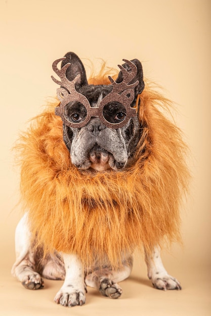 Adorable petit chien de taureau français habillé pour Noël avec des lunettes en bois de renne assis sur un fond jaune