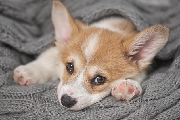 Photo adorable petit chiot corgi