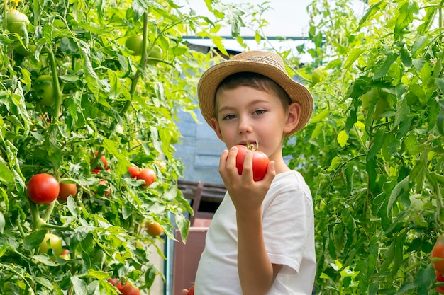 Adorable petit garçon enfant au chapeau de paille tenir des tomates en serre. Jardinage et récolte des enfants. Consept de légumes biologiques sains pour les enfants. Végétarisme des enfants