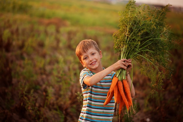 Adorable petit garçon kid cueillette des carottes dans le jardin domestique au coucher du soleil