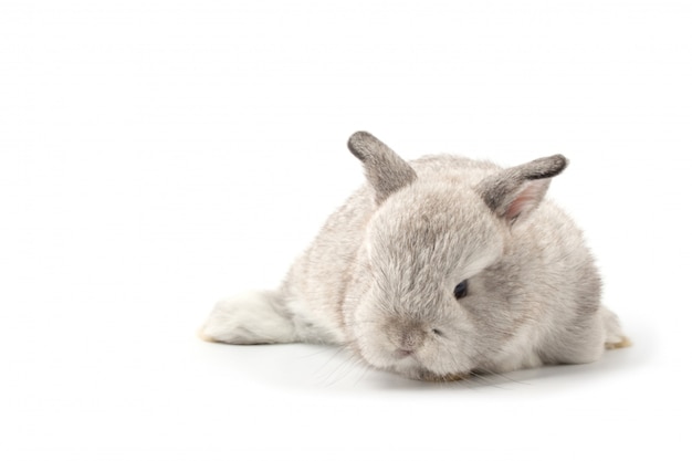 Adorable petit lapin gris