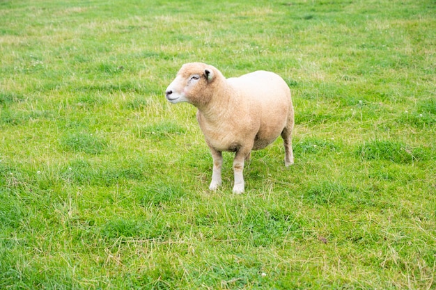 Adorable petit mouton mignon lbaby amb dans l'herbe verte, à la ferme des animaux au Royaume-Uni