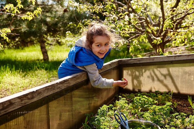 Adorable petite fille souriante coupant la récolte de persil vert en serre ouverte dans le jardin de campagne