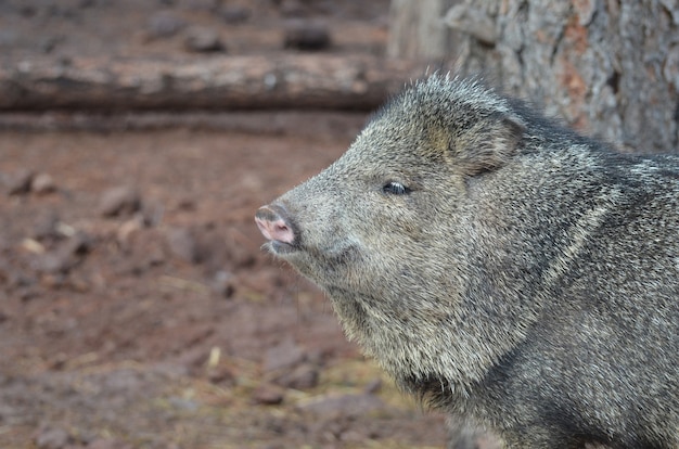 Adorable porc sauvage de javerlina regardant quelque chose