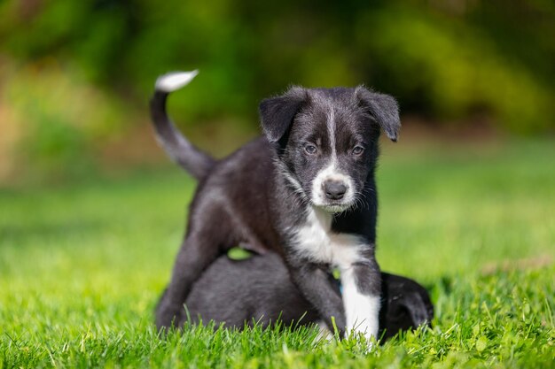 Adorable portrait d'un étonnant chiot border collie noir et blanc sain et heureux. De race