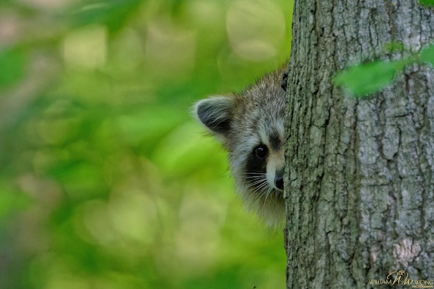 Photo un adorable raton laveur timide se cachant derrière un tronc d'arbre