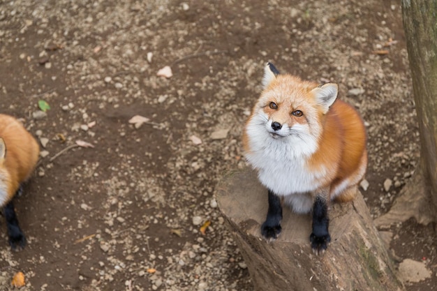 Adorable renard