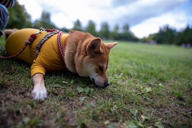 Adorable Shiba Inu assis sur l'herbe verte Chien Shiba inu debout sur l'herbe dans le parc