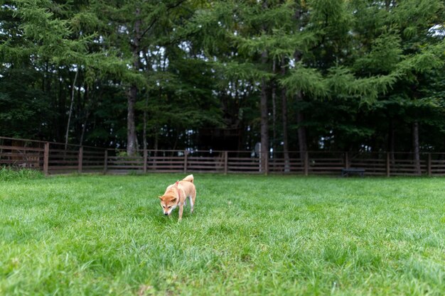 Adorable Shiba Inu assis sur l'herbe verte Chien Shiba inu debout sur l'herbe dans le parc