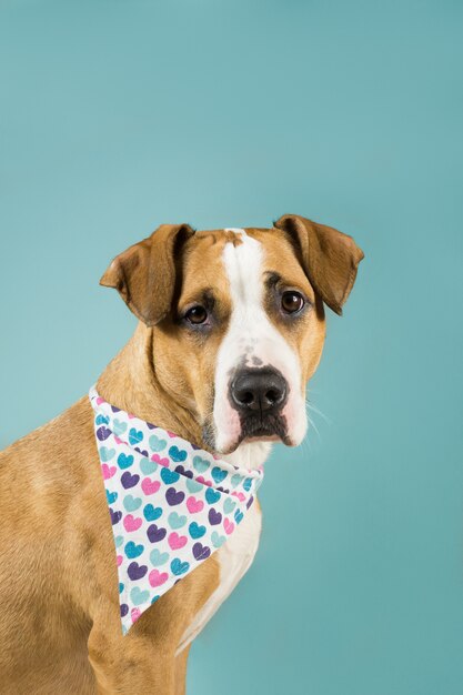 Adorable staffordshire terrier en bandana coeurs.