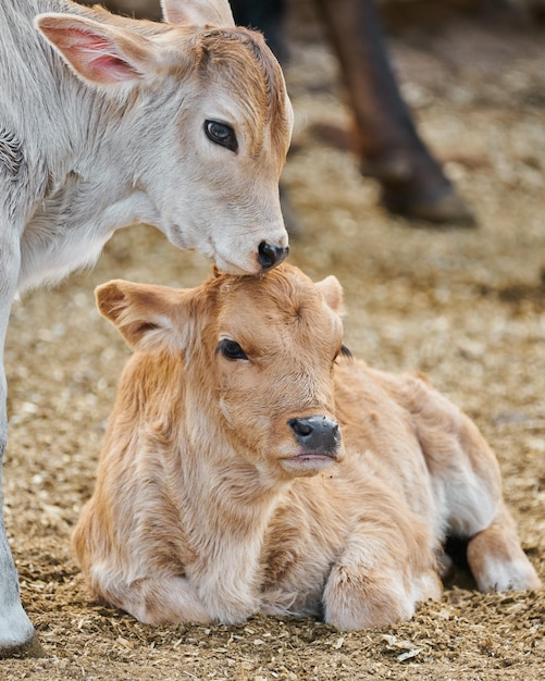 Adorable veau dans le pré concept de repos de la vie à la ferme rurale