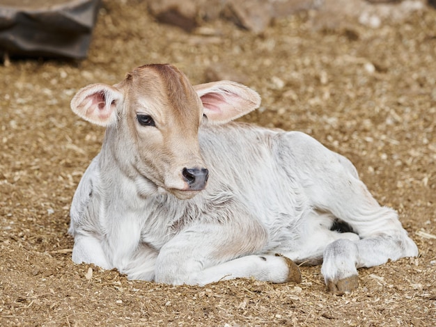 Adorable veau dans le pré concept de repos de la vie à la ferme rurale