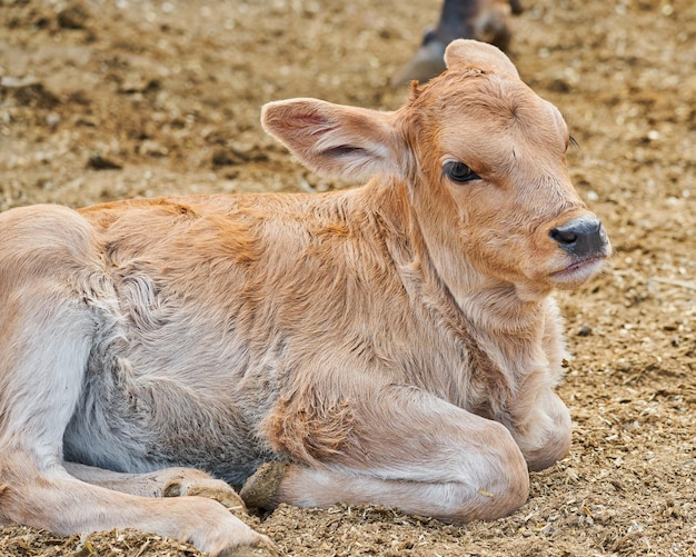 Adorable veau dans le pré concept de repos de la vie à la ferme rurale