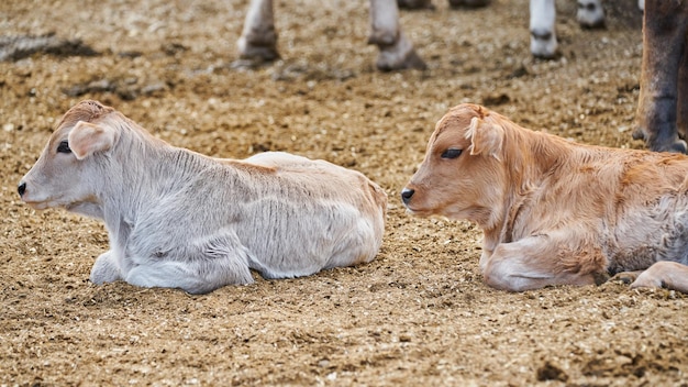 Adorable veau dans le pré concept de repos de la vie à la ferme rurale