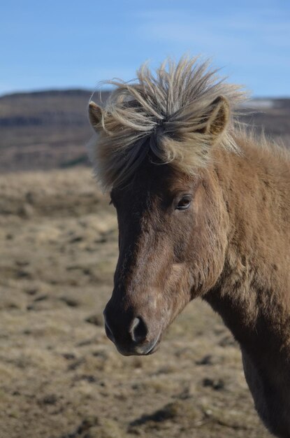 Adorable visage doux d'un poney islandais.