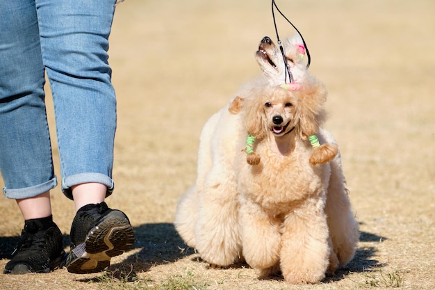 Adorables caniches abricot en promenade