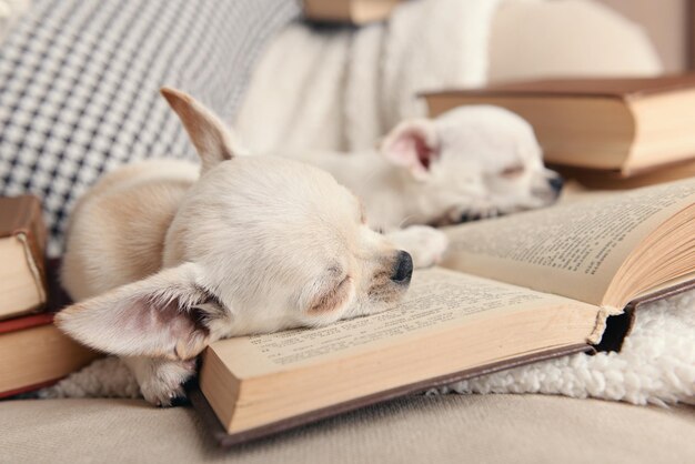 Adorables chiens chihuahua avec des livres sur un canapé