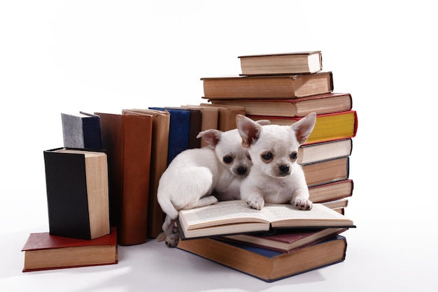 Adorables chiens chihuahua sur tas de livres isolés sur blanc
