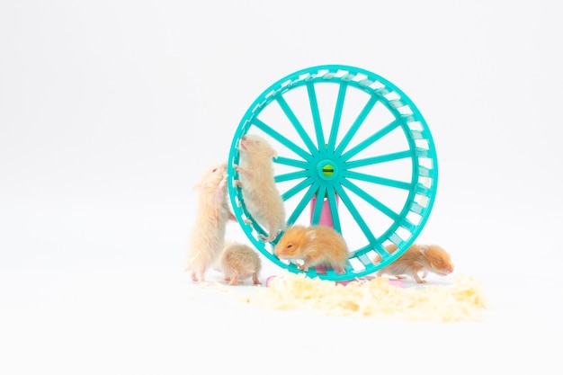 Adorables hamsters syriens d'or mignons avec roue en studio, fond blanc