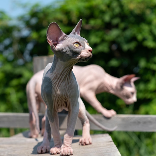 Adorables jeunes chats sans poils sphynx en promenade dans l'enceinte de la chatterie