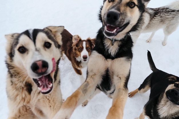 Adorables jeunes chiens mignons Groupe de plusieurs chiots husky d'Alaska en promenade le jour de l'hiver enneigé dans un chenil de chiens de traîneau du nord Closeup portrait Australian Shepherd in middle