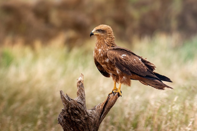 Adulte de cerf-volant sur un aubergiste naturel