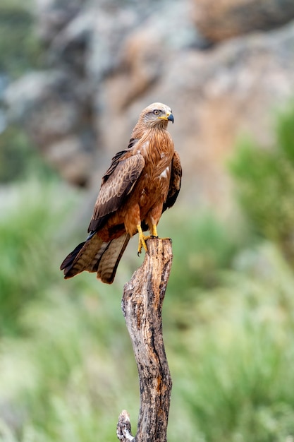 Adulte de cerf-volant sur un aubergiste naturel