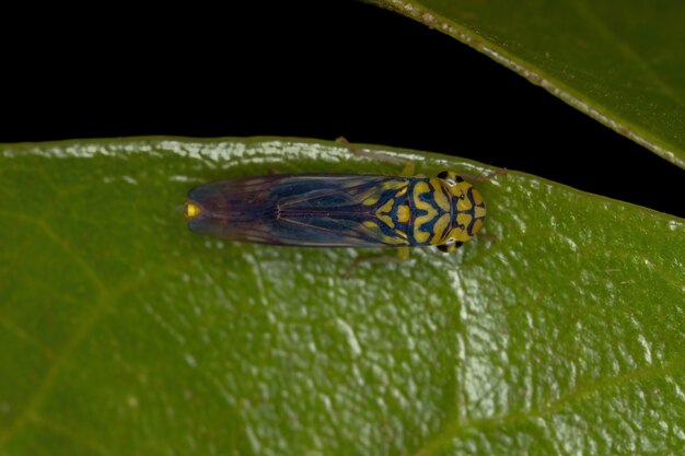 Adulte Cicadelle typique de l'espèce Dilobopterus costalimai