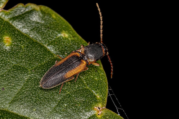 Adulte Click Beetle