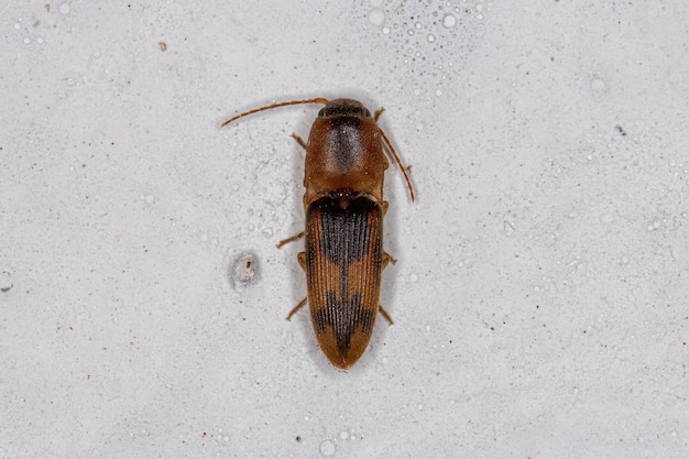 Adulte Click Beetle