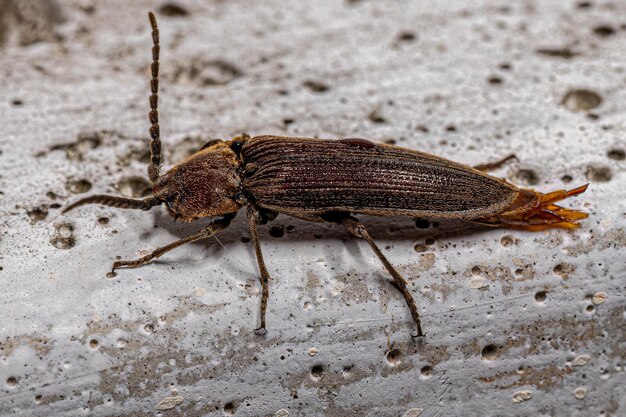 Adulte Click Beetle