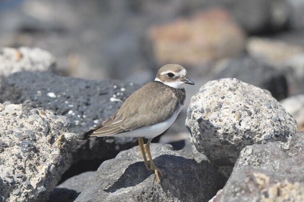 Un adulte d'oiseaux d'eau Kentish Pluvier près d'une plage de rochers