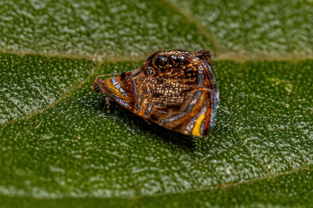 Photo adulte tortricine leafroller moth