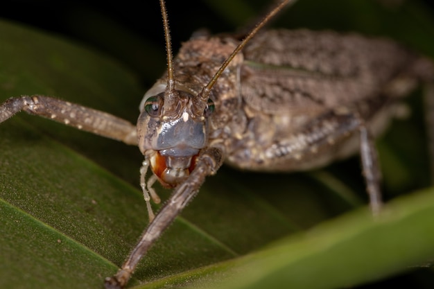 Adulte True Katydid de la sous-famille des Pseudophyllinae