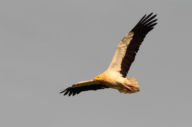 Adulte de vautour égyptien volant