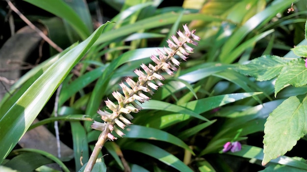 Photo aechmea gamosepala également connu sous le nom de matchstick bromeliad