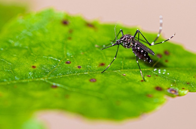 Aedes aegypti moustique pernilongo avec des taches blanches et feuille verte