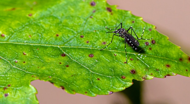 Aedes Aegypti Moustique Pernilongo Avec Des Taches Blanches Et Feuille Verte