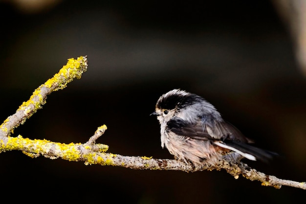 Aegithalos caudatus - Le mythe est une espèce de passereau de la famille des Aegithalidés.