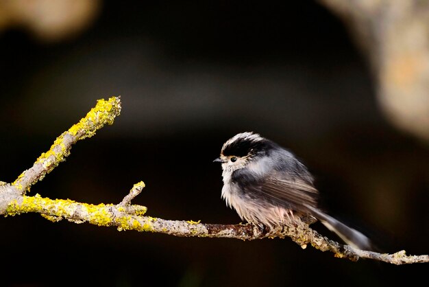 Aegithalos caudatus - Le mythe est une espèce de passereau de la famille des Aegithalidés.