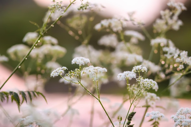 Aegopodium podagraria, plante de mauvaise herbe de l'évêque en fleur. Herbe médicale.