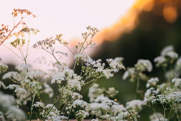 Aegopodium podagraria, plante de mauvaise herbe de l'évêque en fleur. Herbe médicale.