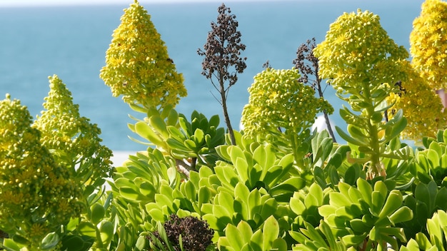 Aeonium arboreum houseleek tree fleur jaune, California USA. Inflorescence succulente rose irlandaise