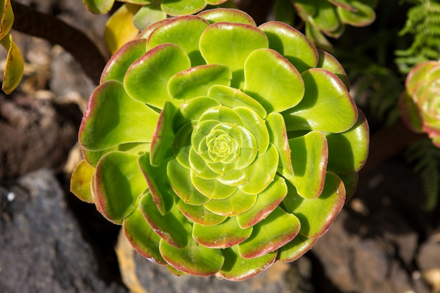 Aeonium canariense plante de cactus Verode