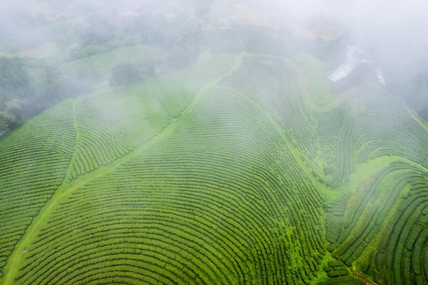 Photo aerarail vue ferme de thé avec mer de brouillard vert arbre bleu montagne